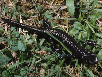 Salamandre noire (Salamandra atra) - Monde Animal