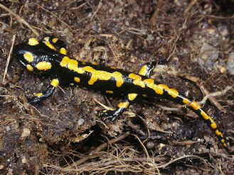 Salamandra atra atra (Laurenti, 1768) - Salamandre noire (La)-Présentation